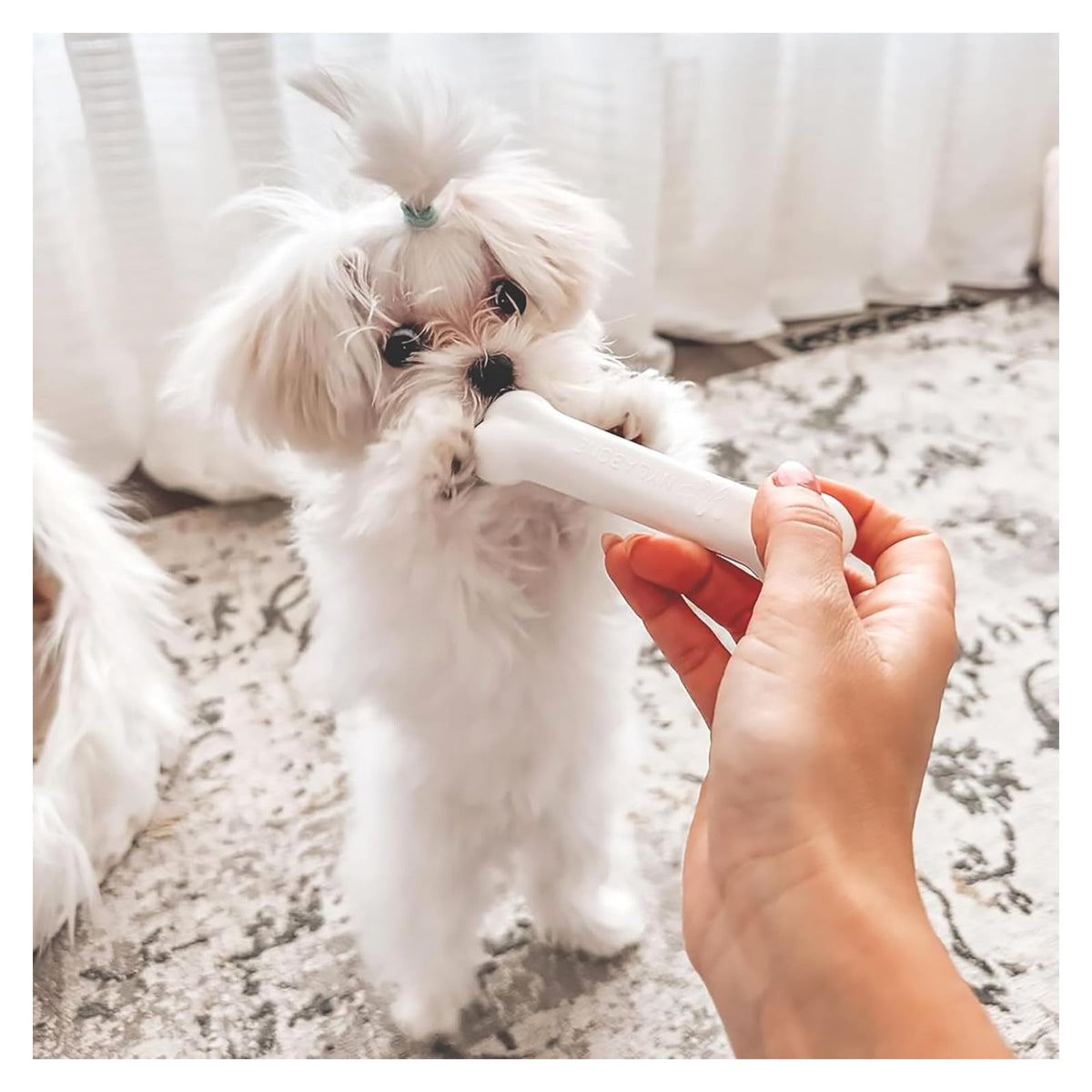 Nylabone New Puppy Starter Kit, Puppy Teething Toys, 3 Pack, Blue — source gallery photo