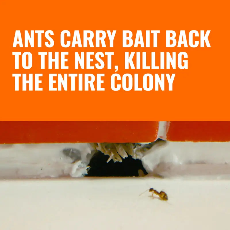 TERRO T300 liquid ant bait original gallery image 4