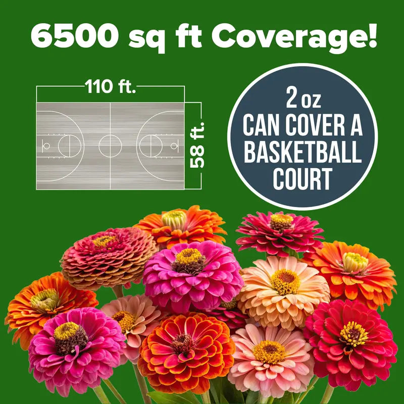 Premium Non-GMO Zinnia Seeds for Vibrant Home Garden Blooms
