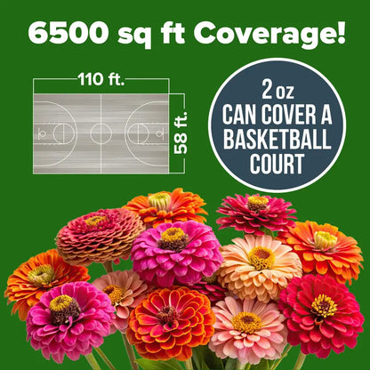 Premium Non-GMO Zinnia Seeds for Vibrant Home Garden Blooms