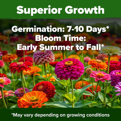 Premium Non-GMO Zinnia Seeds for Vibrant Home Garden Blooms