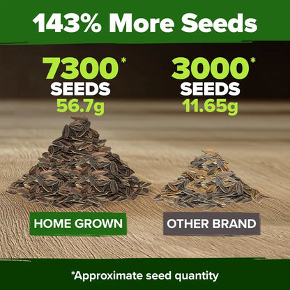 Premium Non-GMO Zinnia Seeds for Vibrant Home Garden Blooms
