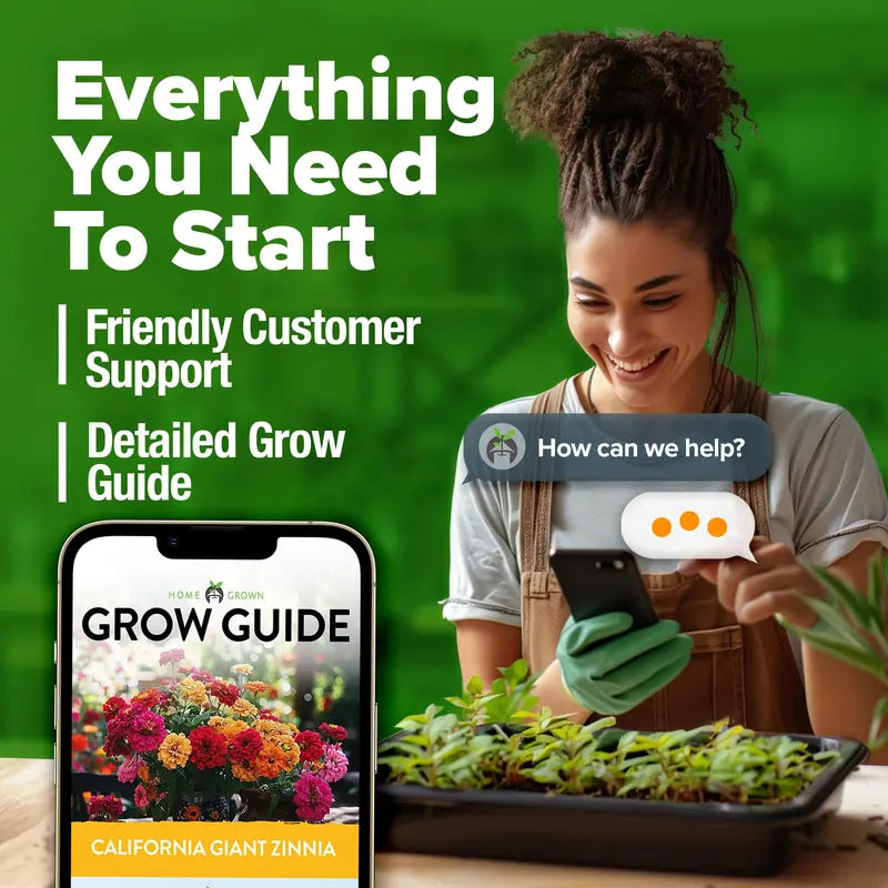 Premium Non-GMO Zinnia Seeds for Vibrant Home Garden Blooms