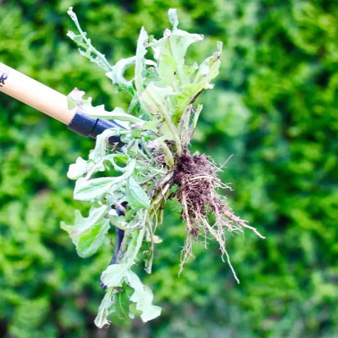 Four-claw head gripping weed roots